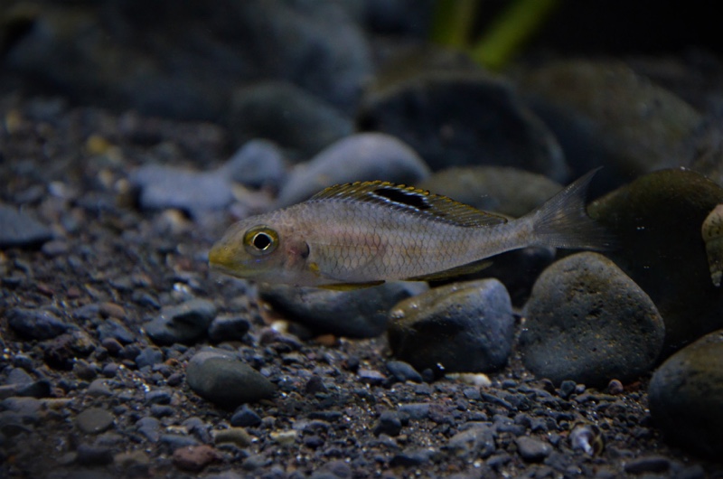 Xenotilapia sp. 'papilio sunflower' Mibwebwe